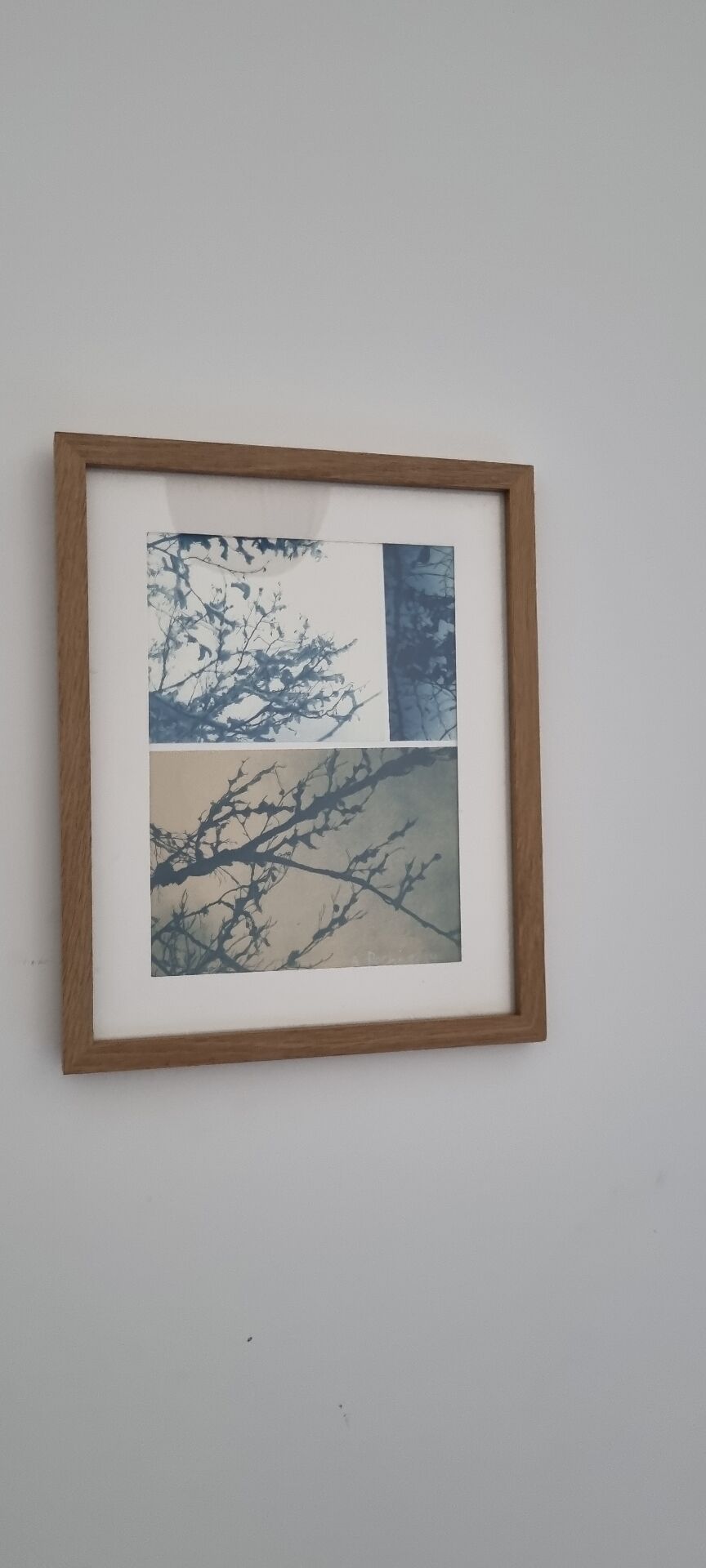 Cyanotype encadré