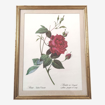 Botanical frame flower red rose