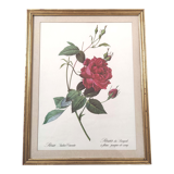 Botanical frame flower red rose