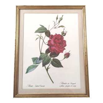 Botanical frame flower red rose