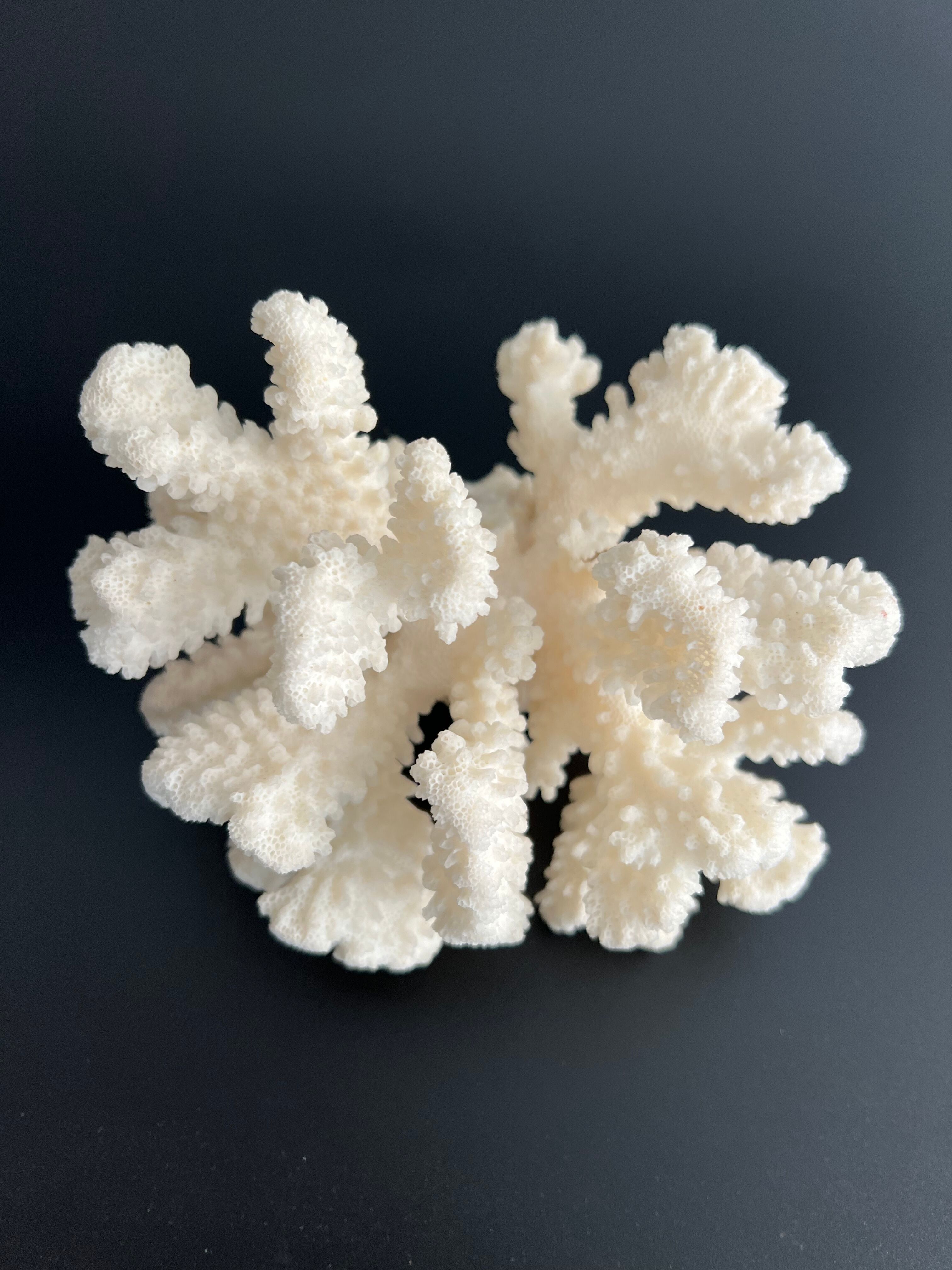 White coral vintage cabinet of curiosity