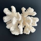 White coral vintage cabinet of curiosity