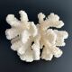 White coral vintage cabinet of curiosity
