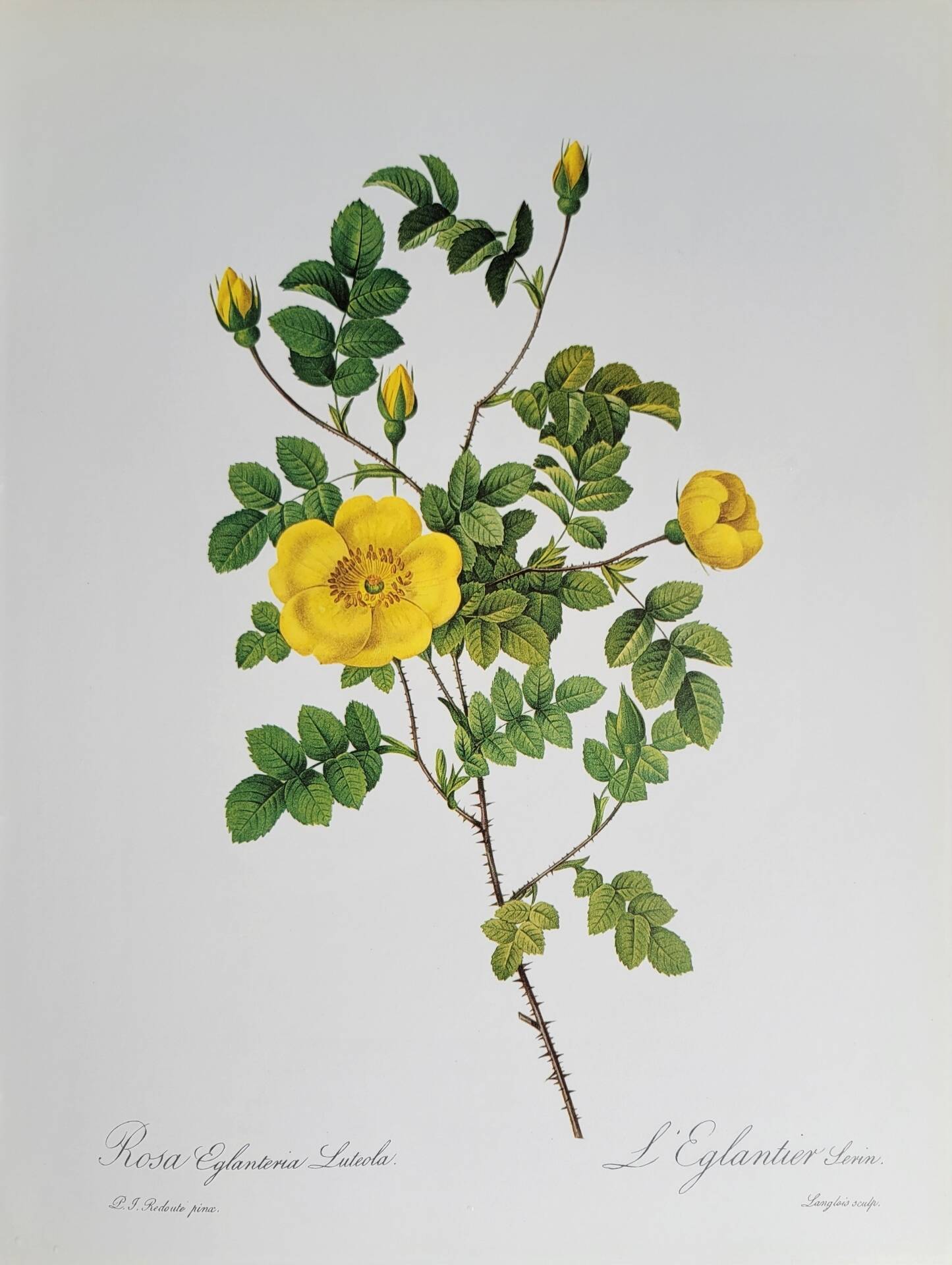 Botanical plate Rose Eglantier, P.J. Redouté 1960