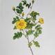 Botanical plate Rose Eglantier, P.J. Redouté 1960