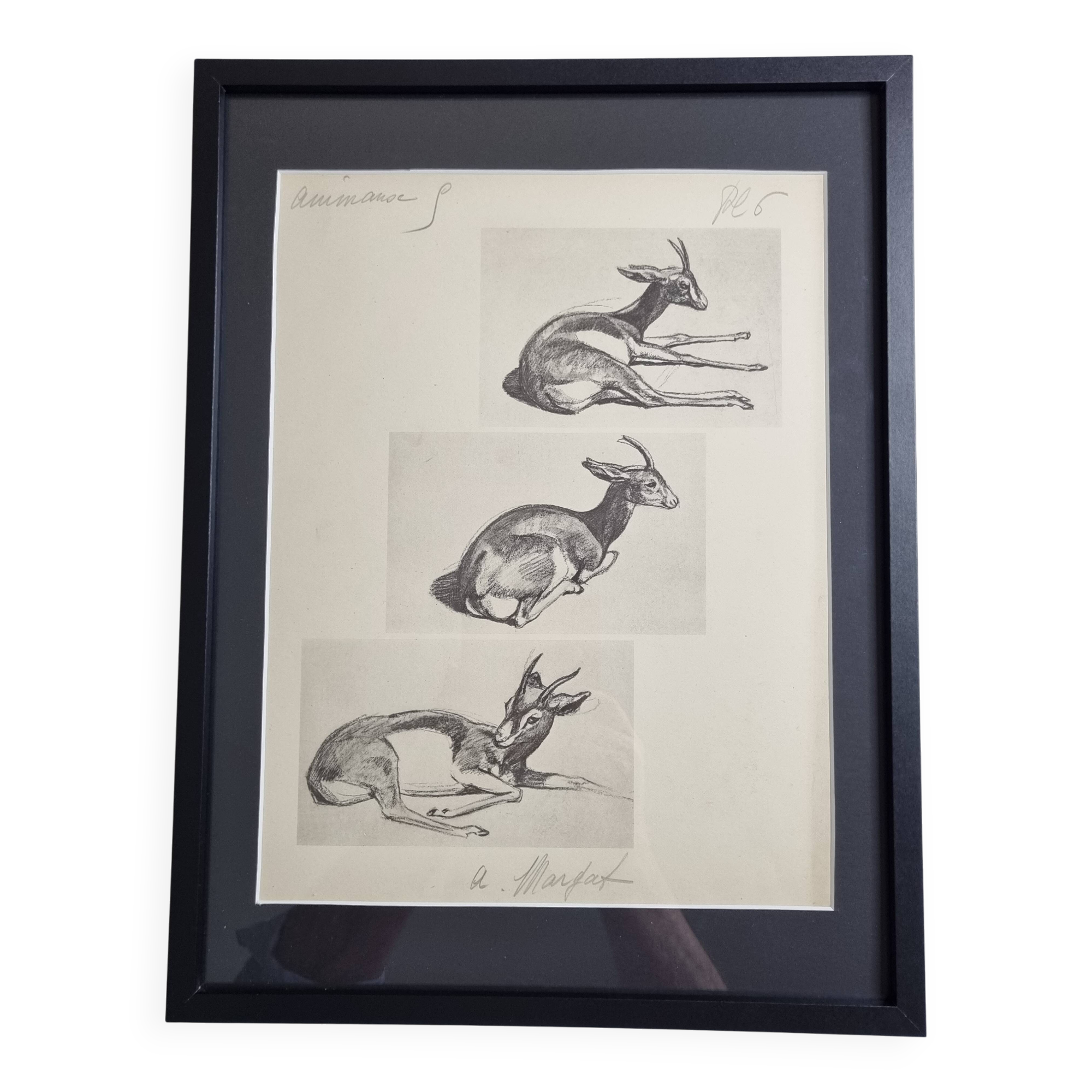 Illustrated plate, Gazelle Studies, Signed André Margat, 1930-1950