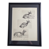 Illustrated plate, Gazelle Studies, Signed André Margat, 1930-1950