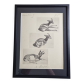 Planche illustrée, Études de Gazelle, Signée André Margat, 1930-1950