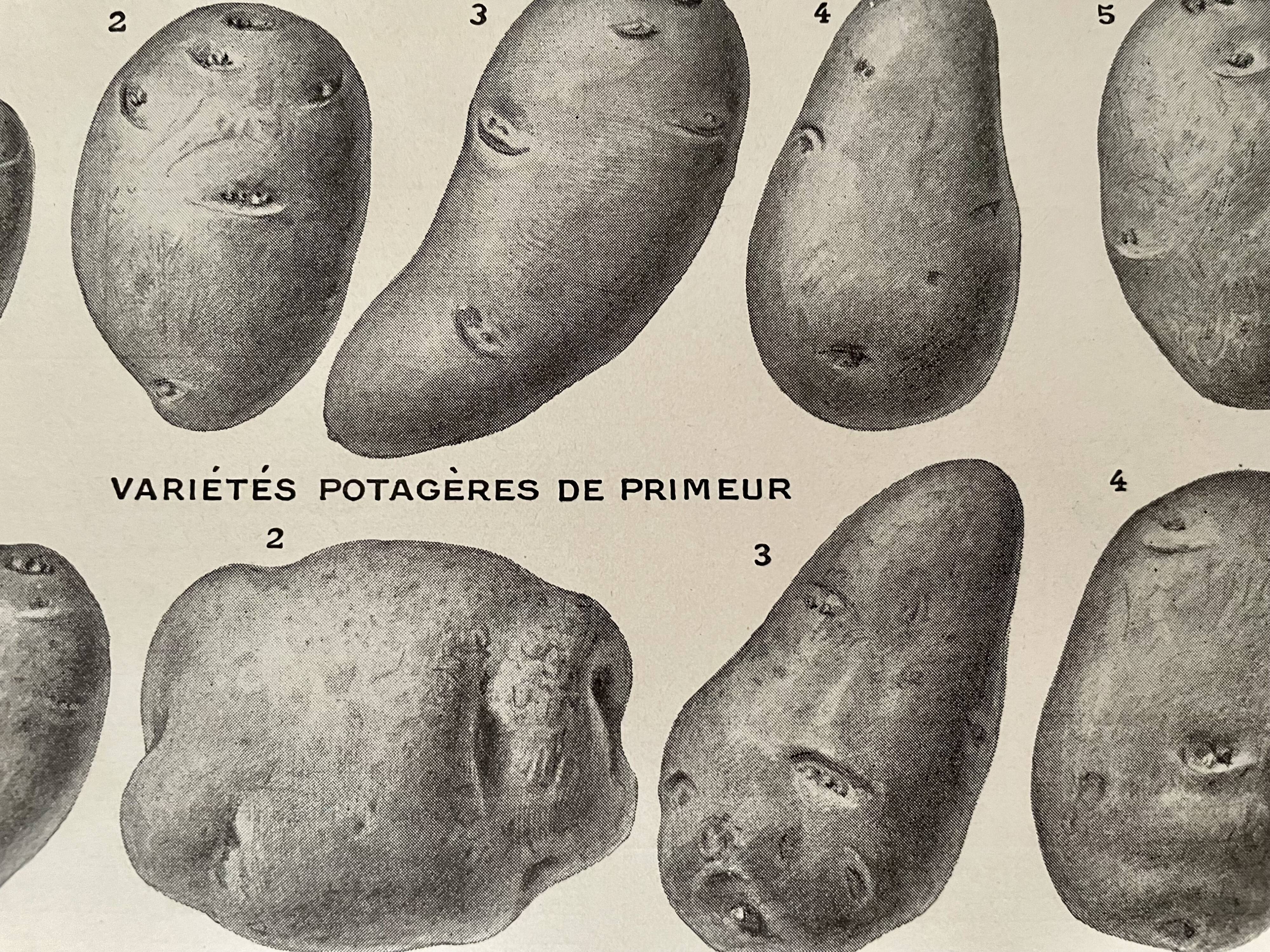 Lithograph on the potato from 1921