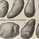 Lithograph on the potato from 1921