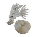 Corail coraux