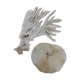 Coral coral