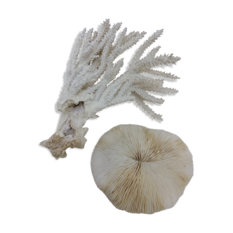 Coral coral