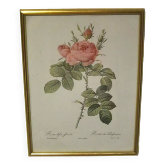 Rose frame pink color golden frame