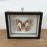 Butterfly naturalized under frame