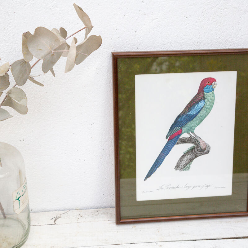 Engraving bird parrot, the parakeet with wide tail jacques barraband