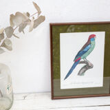 Engraving bird parrot, the parakeet with wide tail jacques barraband