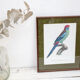 Gravure oiseau perroquet, la perruche a large queue jacques barraband