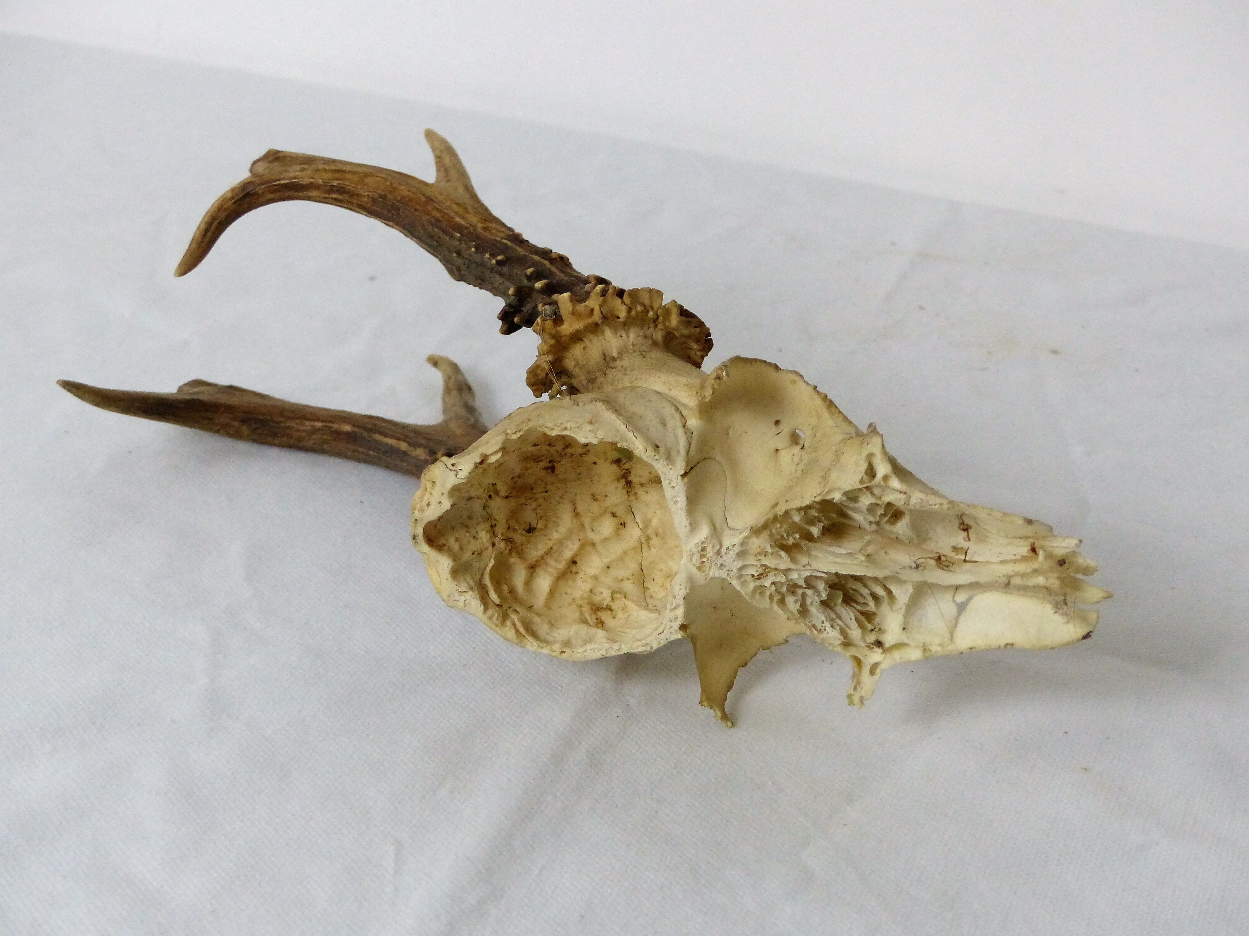 Deer massacre trophy