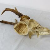 Deer massacre trophy