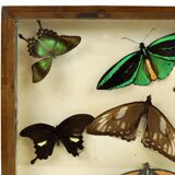 Colorful Framed Tropical Butterflies Taxidermy Mounted Insect Display 8 Pieces 40x30cm