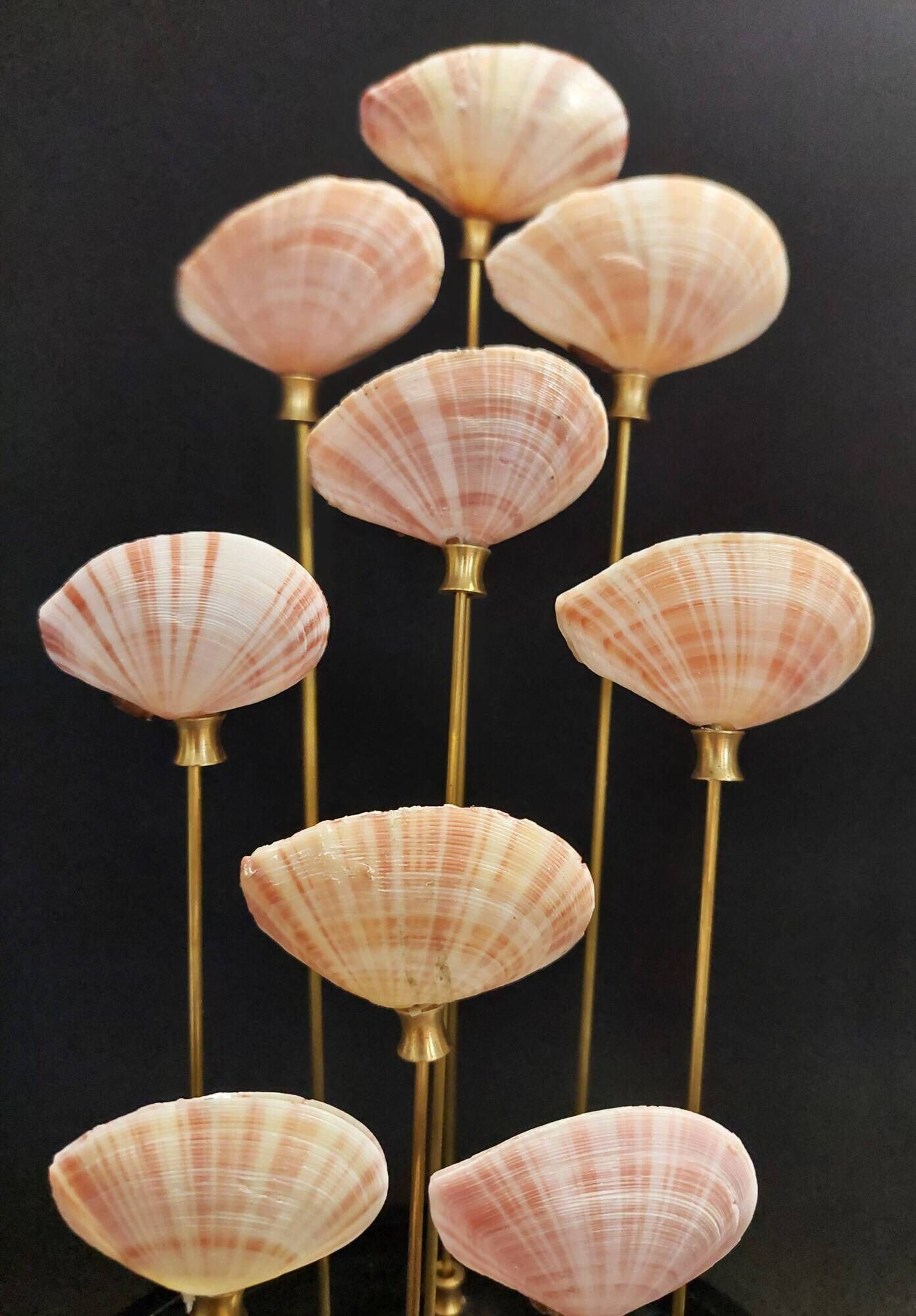 Cabinet de Curiosités globe aux coquillages tellina radiata