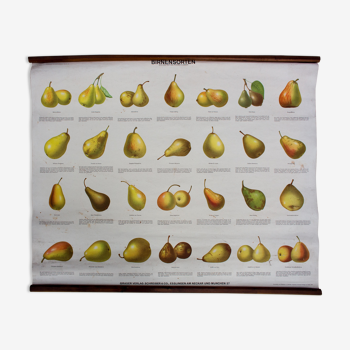 Educational poster, varieties of pears, 1952