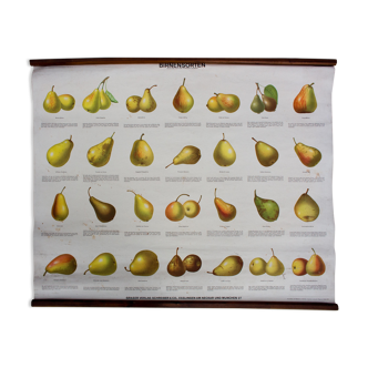 Educational poster, varieties of pears, 1952