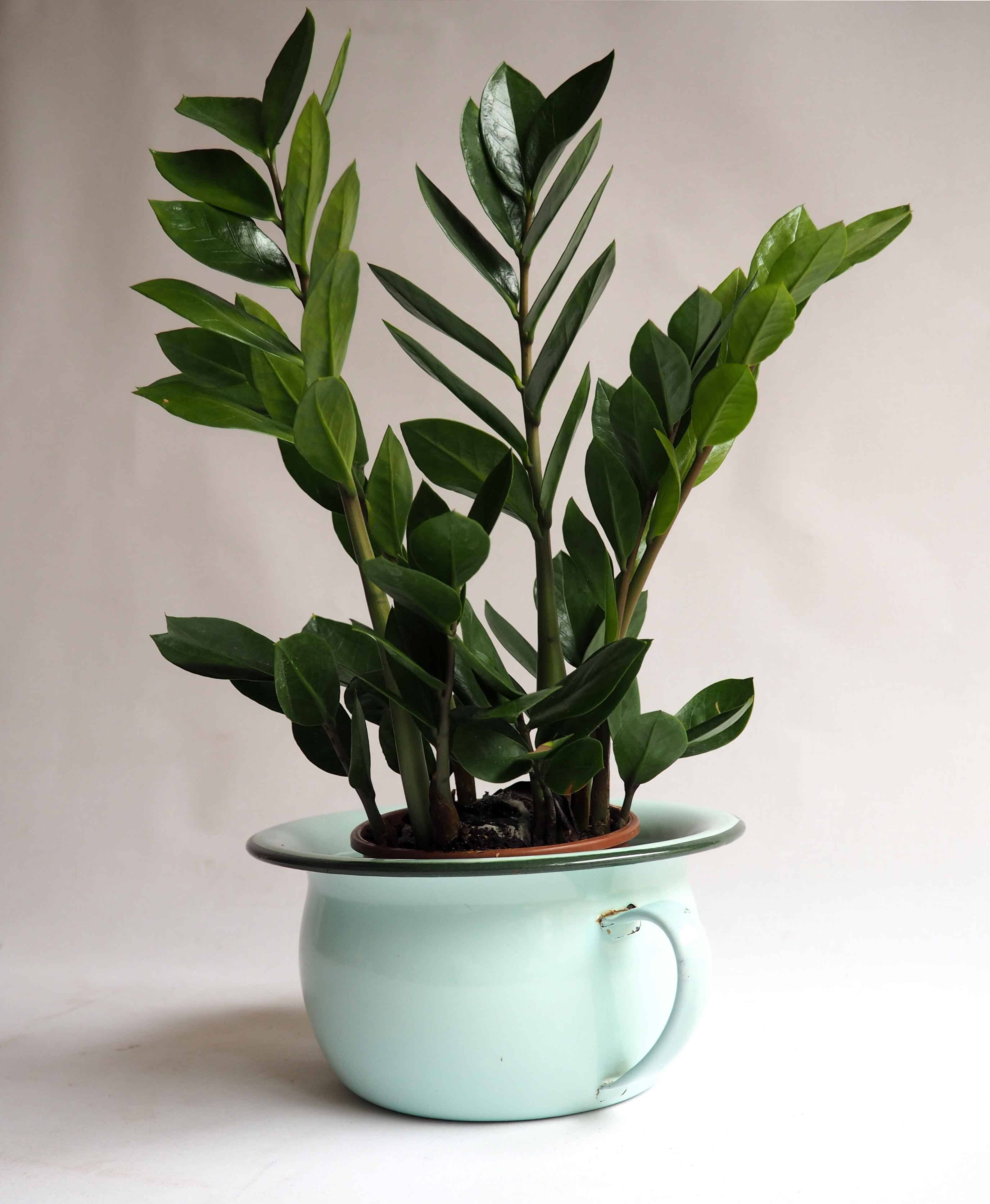 Enameled sheet metal pot