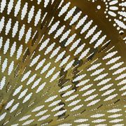 Vintage French brass fire screen, peacock design, 20th century.