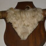 Old trophy ox horns or bull