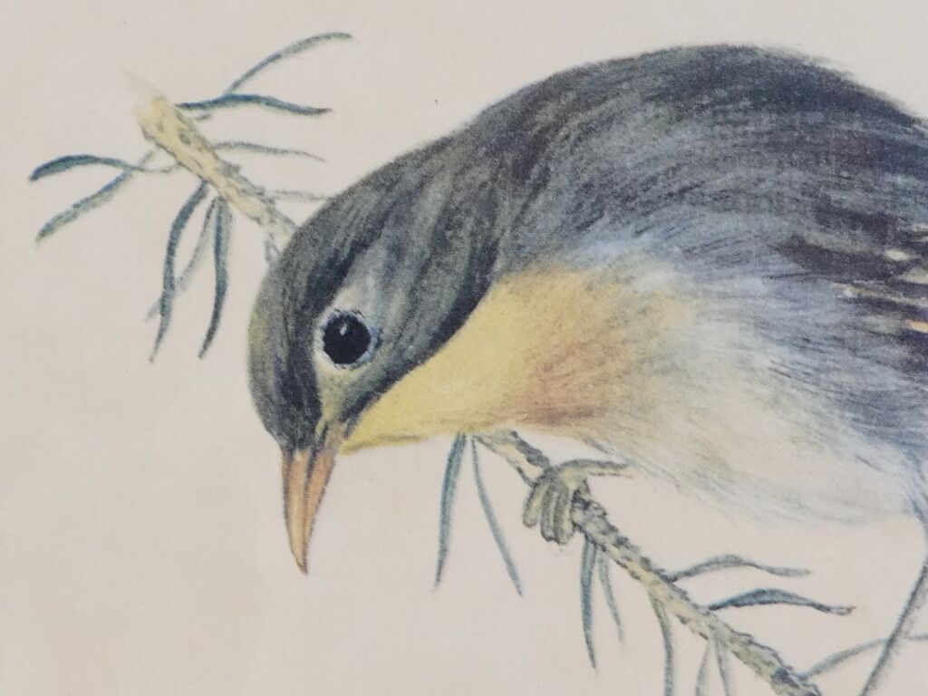 Lithographie Oiseau Rossignol du Japon cadre doré Déco loft