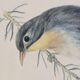 Lithographie Oiseau Rossignol du Japon cadre doré Déco loft
