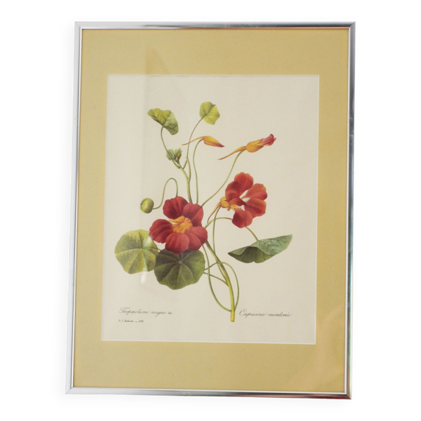 Reproduction pj redouté sous verre "capucine mordorée