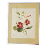 Reproduction pj redouté sous verre "capucine mordorée