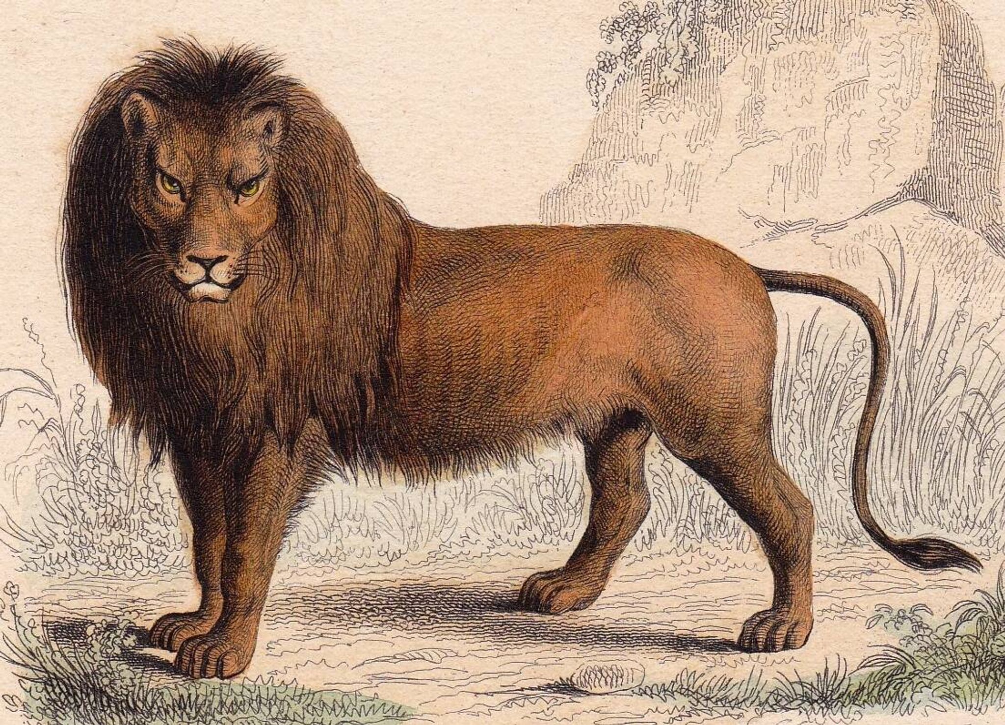 19th Century Engraving 1850 Lion Lioness Lion Cub Animals Feline