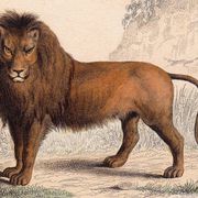 19th Century Engraving 1850 Lion Lioness Lion Cub Animals Feline