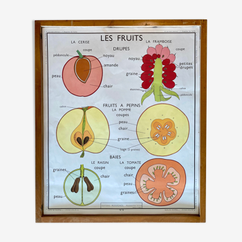 Affiche scolaire pédagogique Rossignol vintage années 60 - disposition feuilles et fruits charnus