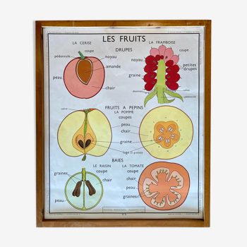 Educational school poster Rossignol vintage 60s - arrangement leaves and fleshy fruits