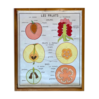 Affiche scolaire pédagogique Rossignol vintage années 60 - disposition feuilles et fruits charnus