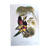 Illustration vintage. Toucan Araçari à double collier. John Gould. 33x49 cm