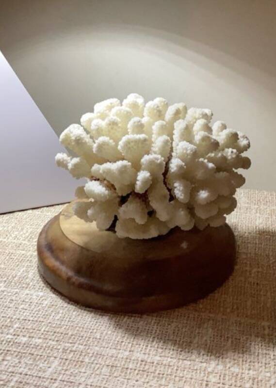 Natural old white coral