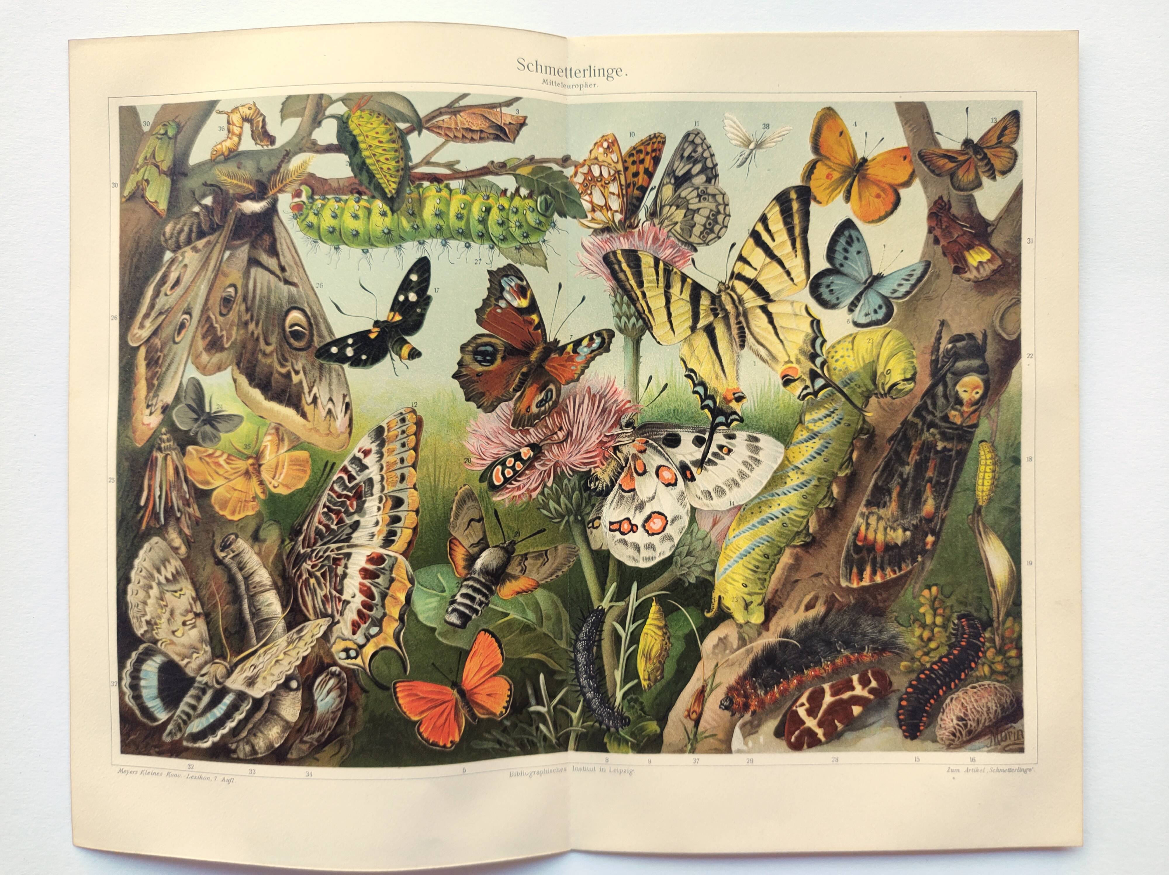 Plate from 1909 - Butterfly - Old entomological poster from 1909