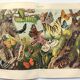 Plate from 1909 - Butterfly - Old entomological poster from 1909