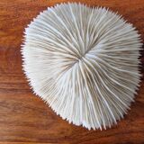 Beautiful sized 70s white coral, shell