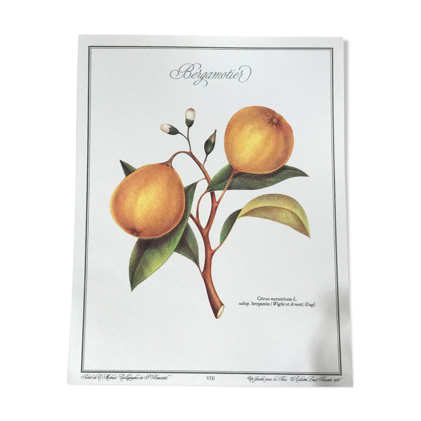 Botanical plank the Bergamotier