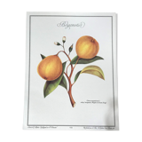 Botanical plank the Bergamotier