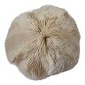 Fungo or mushroom coral, Mauritius