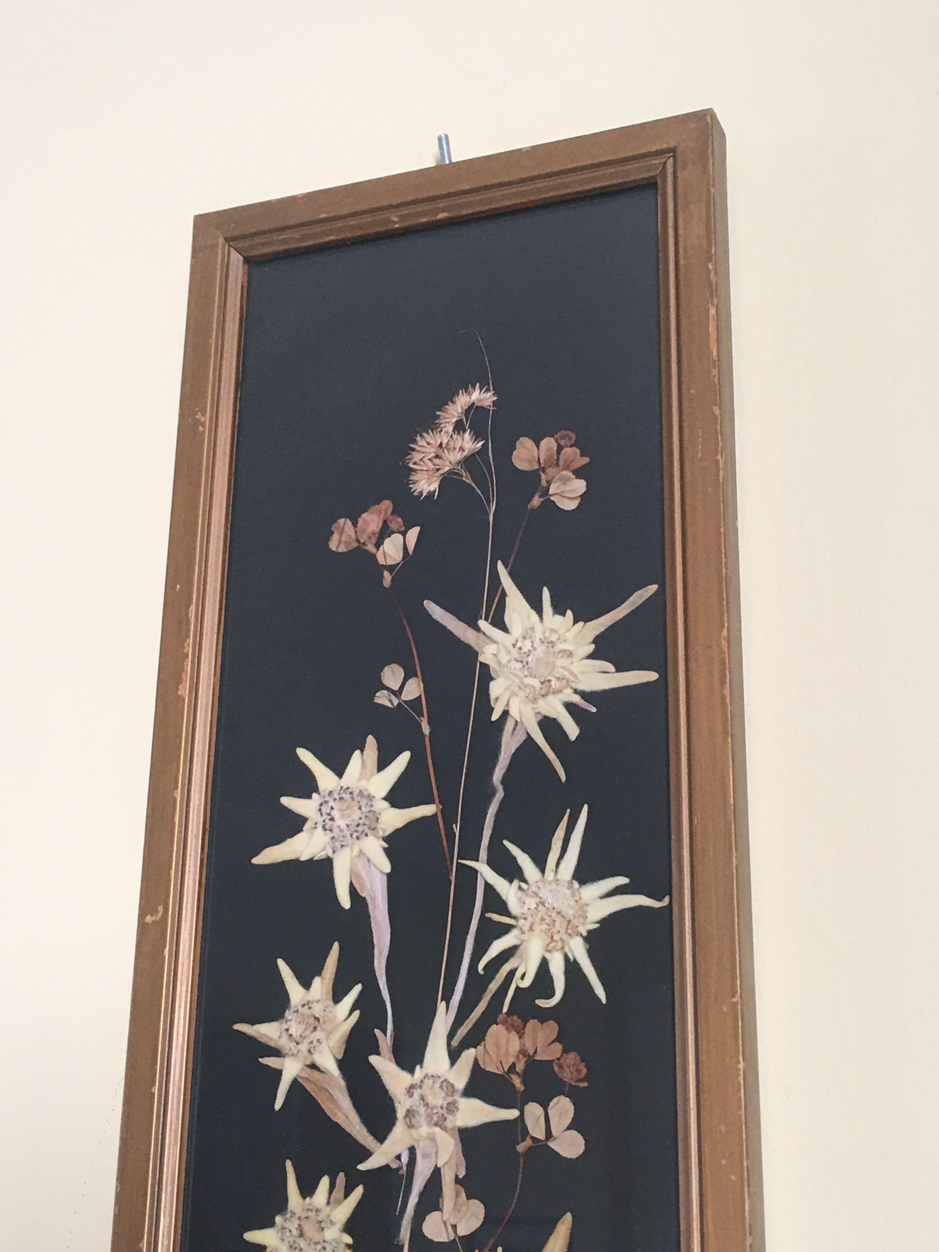 Mountain Herbier Edelweiss