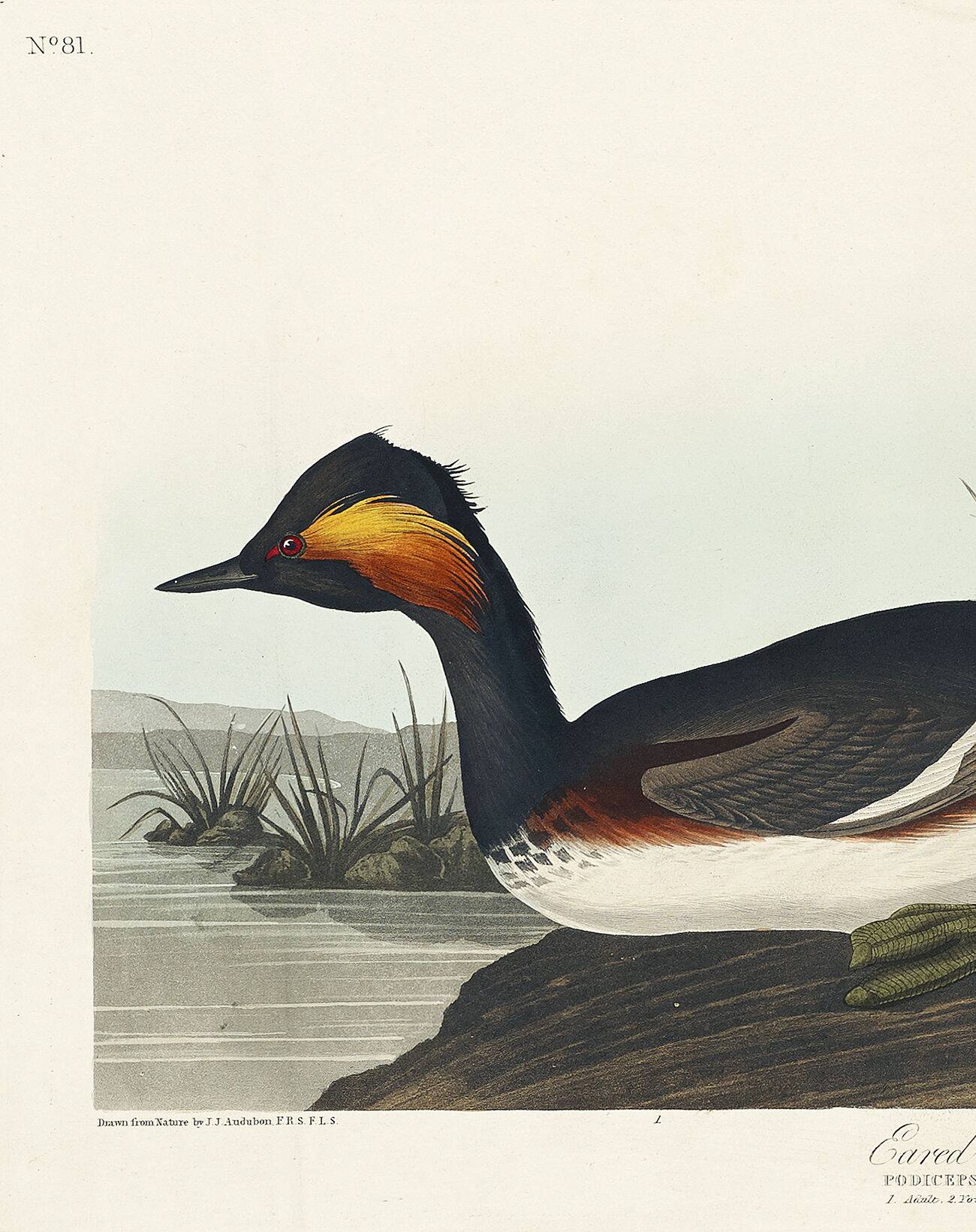 Poster about the black-necked grebe, based on an old engraving from 1827.